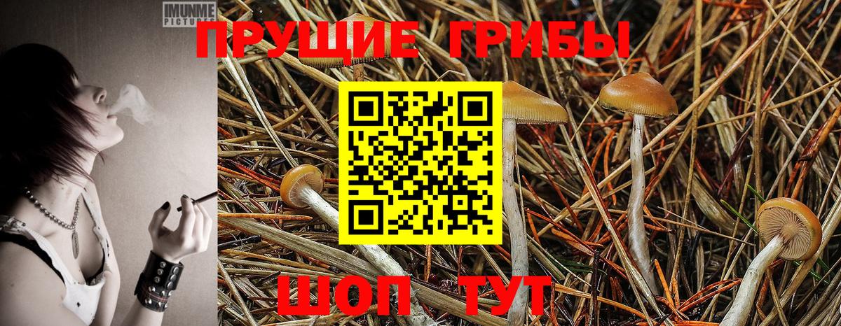 Псилоцибиновые грибы Magic Shrooms  Псилоцибиновые грибы Psilocybine cubensis  купить  сайты  Вход с VPN  Тимашёвск 